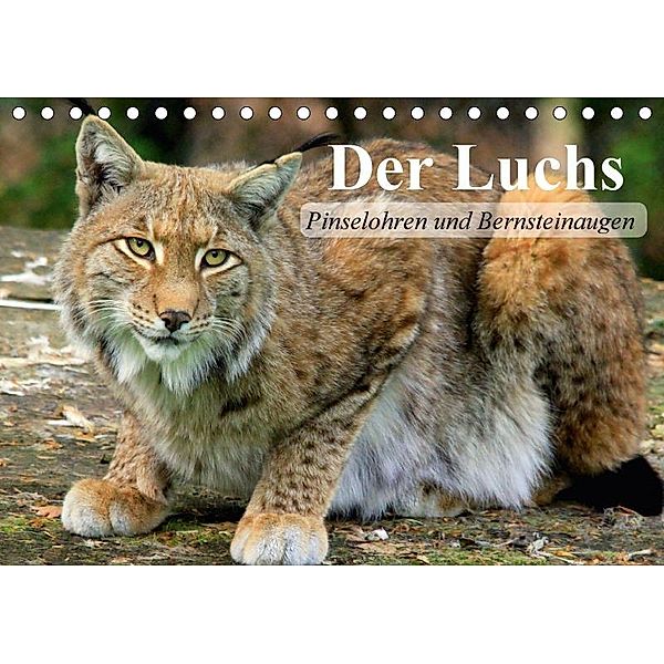 Der Luchs. Pinselohren und Bernsteinaugen (Tischkalender 2017 DIN A5 quer), Elisabeth Stanzer