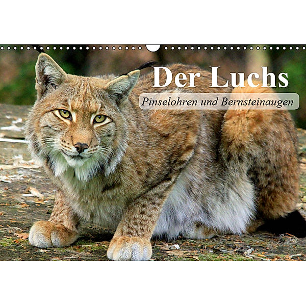 Der Luchs. Pinselohren und Bernsteinaugen (Wandkalender 2019 DIN A3 quer), Elisabeth Stanzer