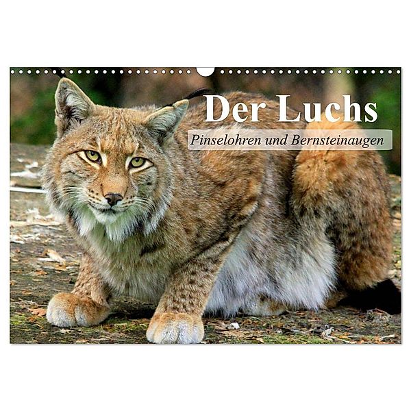 Der Luchs. Pinselohren und Bernsteinaugen (Wandkalender 2024 DIN A3 quer), CALVENDO Monatskalender, Elisabeth Stanzer