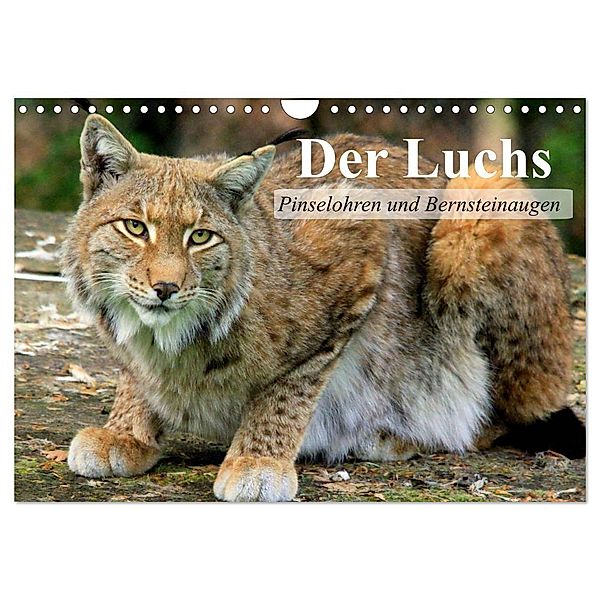 Der Luchs. Pinselohren und Bernsteinaugen (Wandkalender 2024 DIN A4 quer), CALVENDO Monatskalender, Elisabeth Stanzer