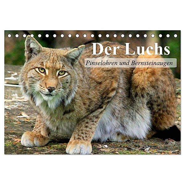 Der Luchs. Pinselohren und Bernsteinaugen (Tischkalender 2024 DIN A5 quer), CALVENDO Monatskalender, Elisabeth Stanzer