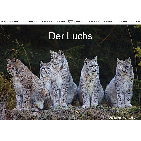 Der Luchs (Wandkalender 2019 DIN A2 quer), Alexander von Düren