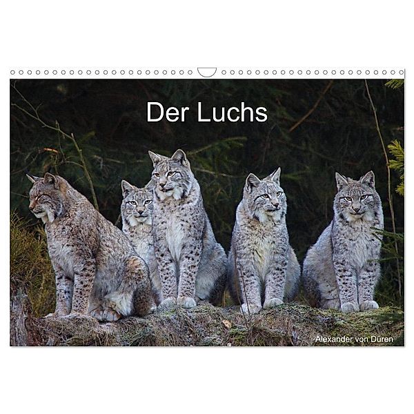 Der Luchs (Wandkalender 2024 DIN A3 quer), CALVENDO Monatskalender, Alexander von Düren