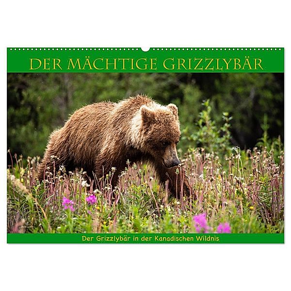 Der mächtige Gizzlybär (Wandkalender 2024 DIN A2 quer), CALVENDO Monatskalender, Roland Brack