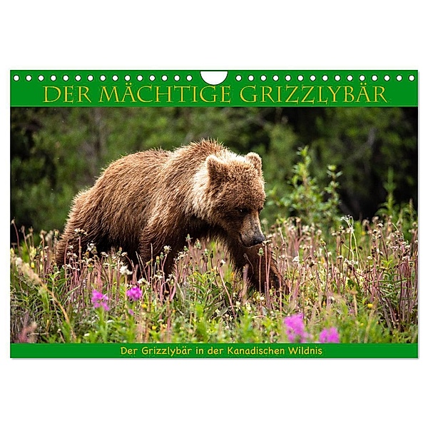 Der mächtige Gizzlybär (Wandkalender 2024 DIN A4 quer), CALVENDO Monatskalender, Roland Brack