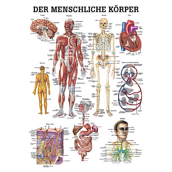 Der menschliche Körper. 70x100 cm