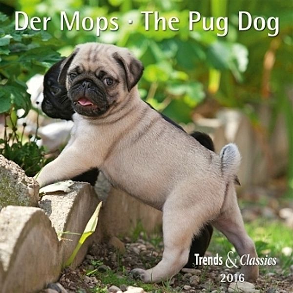 Der Mops 2016. The Pug Dog