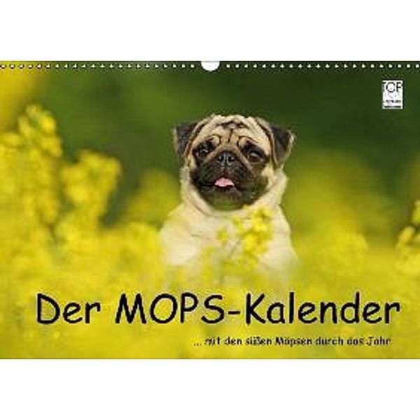 Der MOPS-Kalender (Wandkalender 2016 DIN A3 quer), Kathrin Köntopp