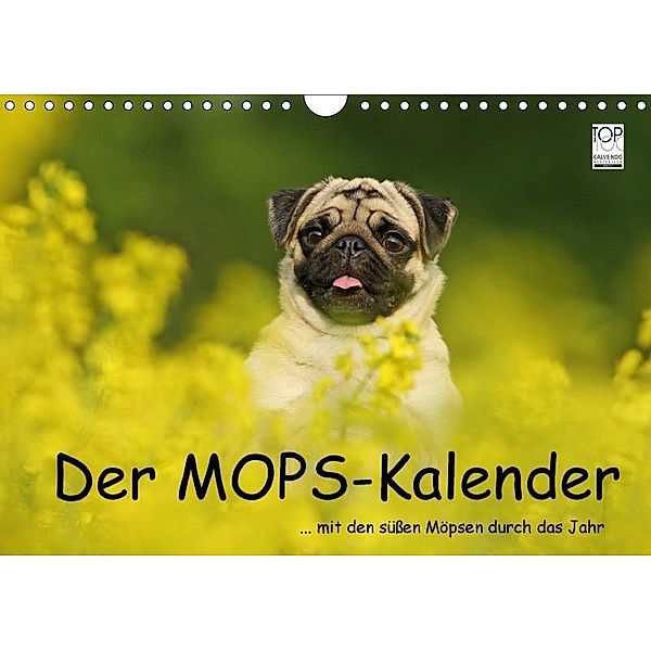 Der MOPS-Kalender (Wandkalender 2017 DIN A4 quer), Kathrin Köntopp