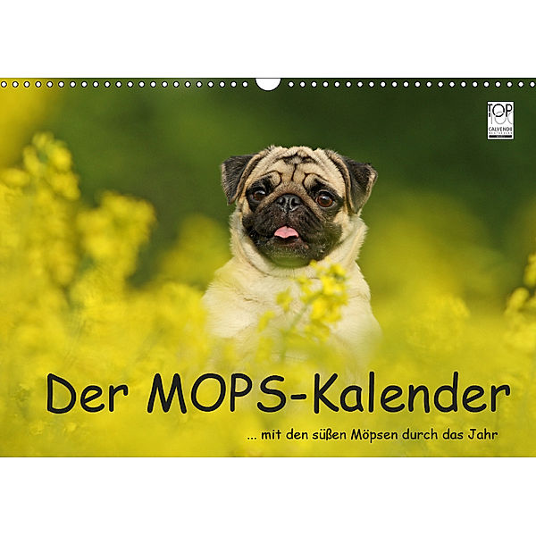 Der MOPS-Kalender (Wandkalender 2019 DIN A3 quer), Kathrin Köntopp