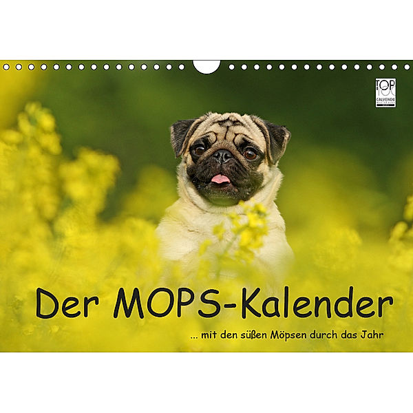 Der MOPS-Kalender (Wandkalender 2019 DIN A4 quer), Kathrin Köntopp