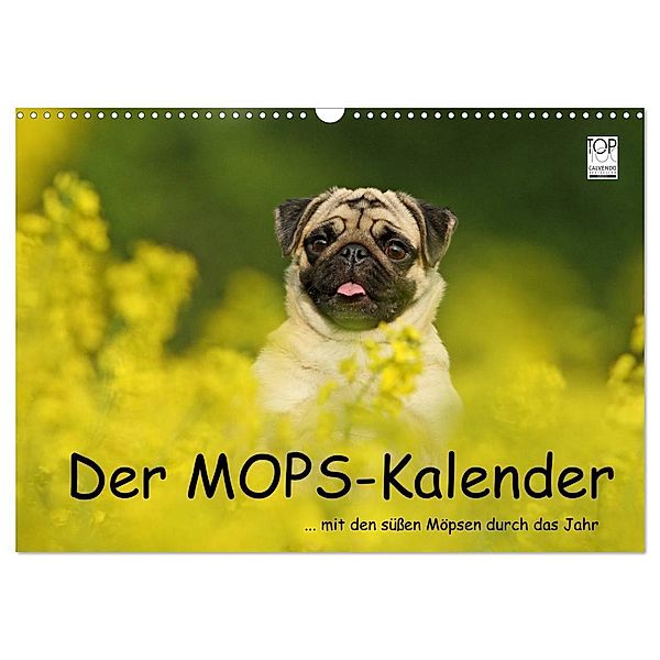 Der MOPS-Kalender (Wandkalender 2024 DIN A3 quer), CALVENDO Monatskalender, Kathrin Köntopp