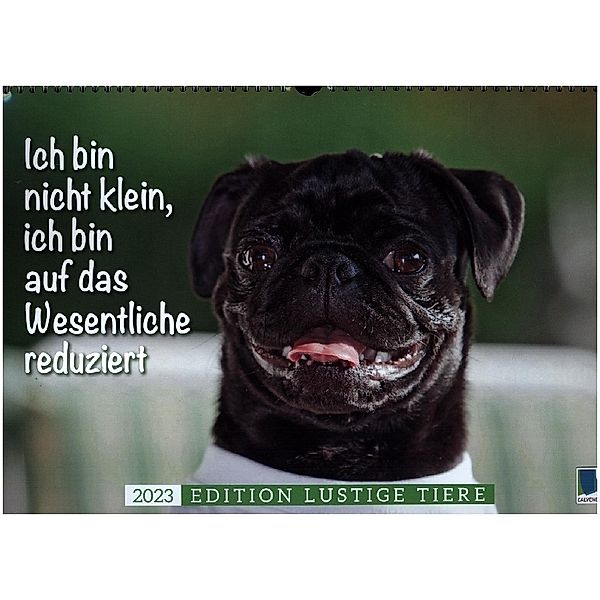 Der Mops: Nicht klein, sondern aufs Wesentliche reduziert. Edition lustige Tiere (Wandkalender 2023 DIN A3 quer), Calvendo