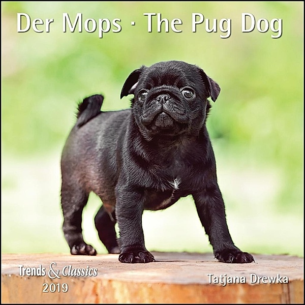 Der Mops / The Pug Dog 2019
