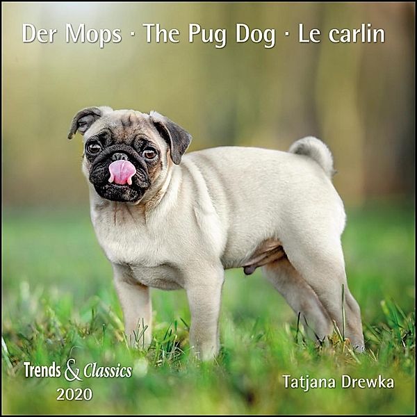 Der Mops / The Pug Dog / Le carlin 2020
