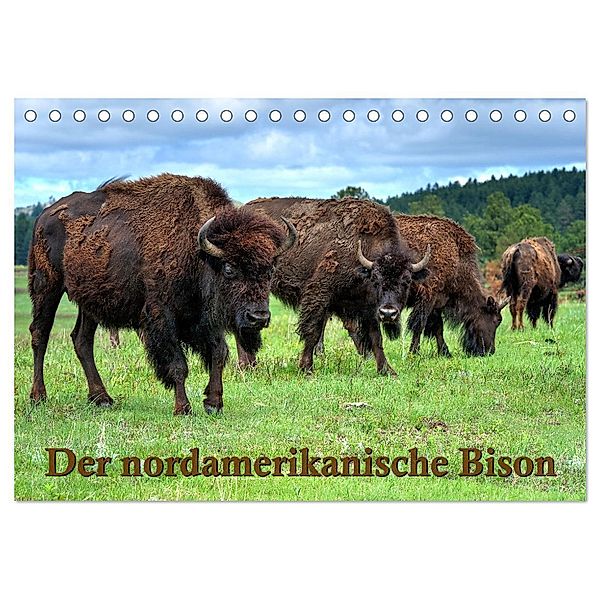 Der nordamerikanische Bison (Tischkalender 2024 DIN A5 quer), CALVENDO Monatskalender, Dieter Wilczek