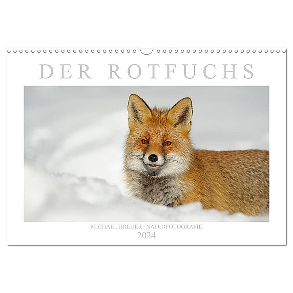 Der Rotfuchs (Wandkalender 2024 DIN A3 quer), CALVENDO Monatskalender, Michael Breuer