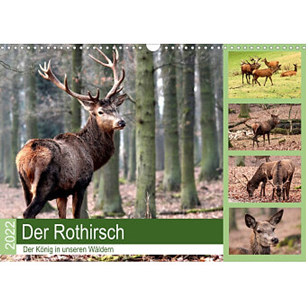 Der Rothirsch - Der König in unseren Wäldern (Wandkalender 2022 DIN A3 quer), Arno Klatt