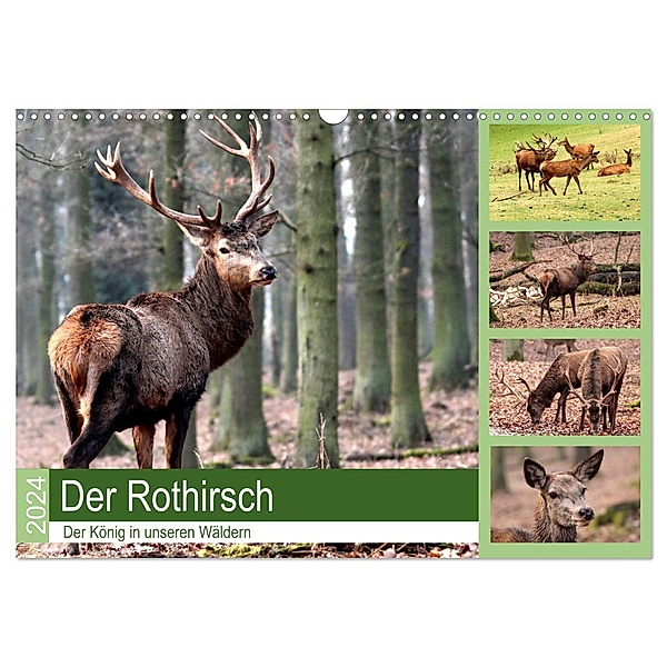 Der Rothirsch - Der König in unseren Wäldern (Wandkalender 2024 DIN A3 quer), CALVENDO Monatskalender, Arno Klatt