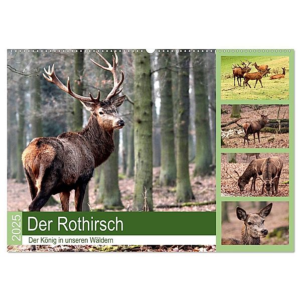 Der Rothirsch - Der König in unseren Wäldern (Wandkalender 2025 DIN A2 quer), CALVENDO Monatskalender, Calvendo, Arno Klatt