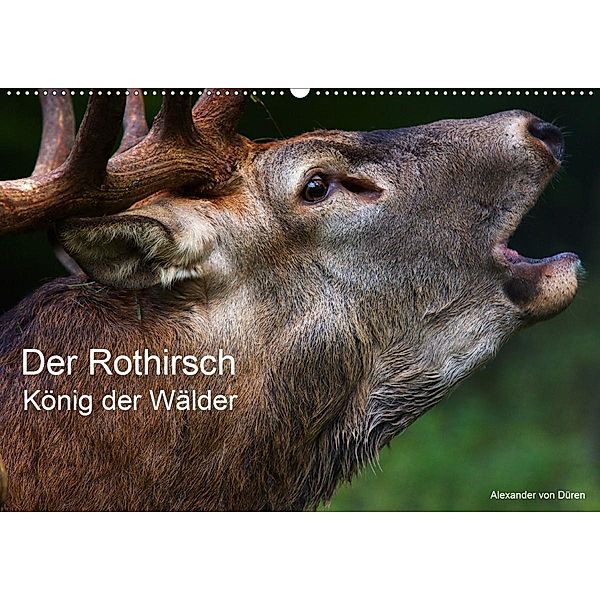 Der Rothirsch, König der Wälder (Wandkalender 2021 DIN A2 quer), Alexander von Düren, Alexander von Düren