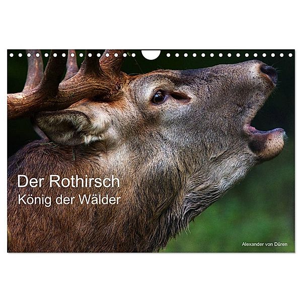 Der Rothirsch, König der Wälder (Wandkalender 2024 DIN A4 quer), CALVENDO Monatskalender, Alexander von Düren