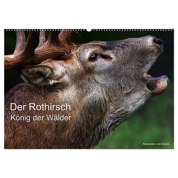 Der Rothirsch, König der Wälder (Wandkalender 2025 DIN A2 quer), CALVENDO Monatskalender, Calvendo, Alexander von Düren