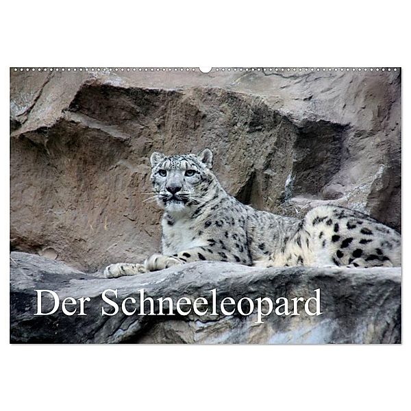 Der Schneeleopard (Wandkalender 2024 DIN A2 quer), CALVENDO Monatskalender, Arno Klatt