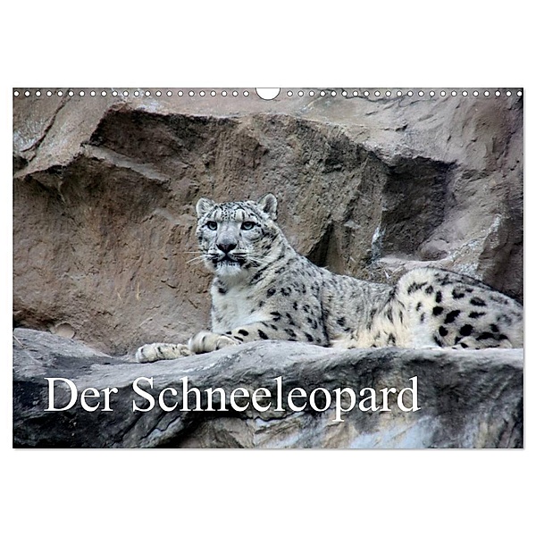 Der Schneeleopard (Wandkalender 2024 DIN A3 quer), CALVENDO Monatskalender, Arno Klatt