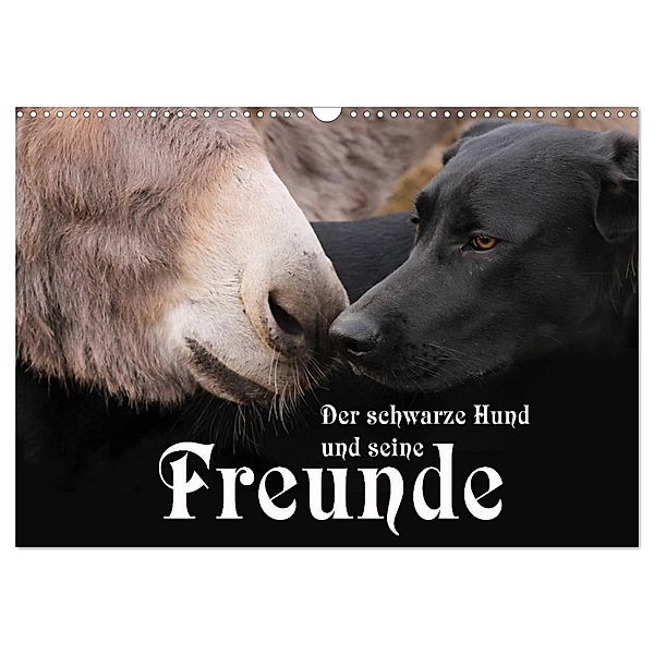 Der schwarze Hund und seine Freunde (Wandkalender 2025 DIN A3 quer), CALVENDO Monatskalender, Calvendo, Michael Gsödl