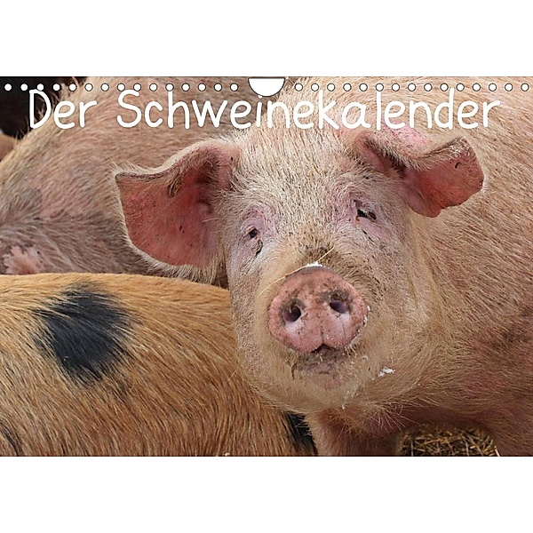 Der Schweinekalender (Wandkalender 2023 DIN A4 quer), Christine Schmutzler-Schaub