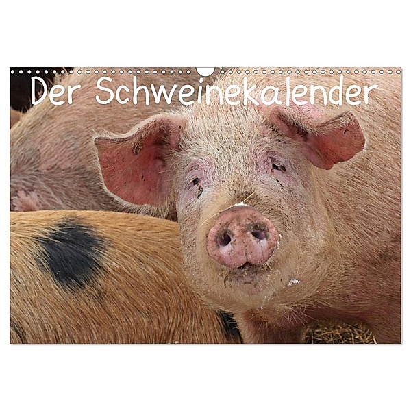 Der Schweinekalender (Wandkalender 2024 DIN A3 quer), CALVENDO Monatskalender, Christine Schmutzler-Schaub