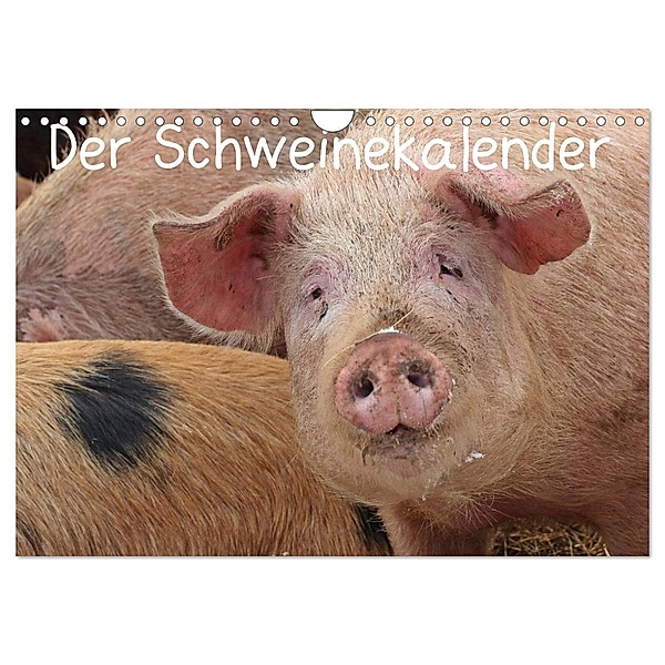 Der Schweinekalender (Wandkalender 2024 DIN A4 quer), CALVENDO Monatskalender, Christine Schmutzler-Schaub