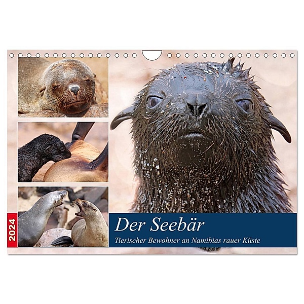 Der Seebär 2024 (Wandkalender 2024 DIN A4 quer), CALVENDO Monatskalender, Wibke Woyke