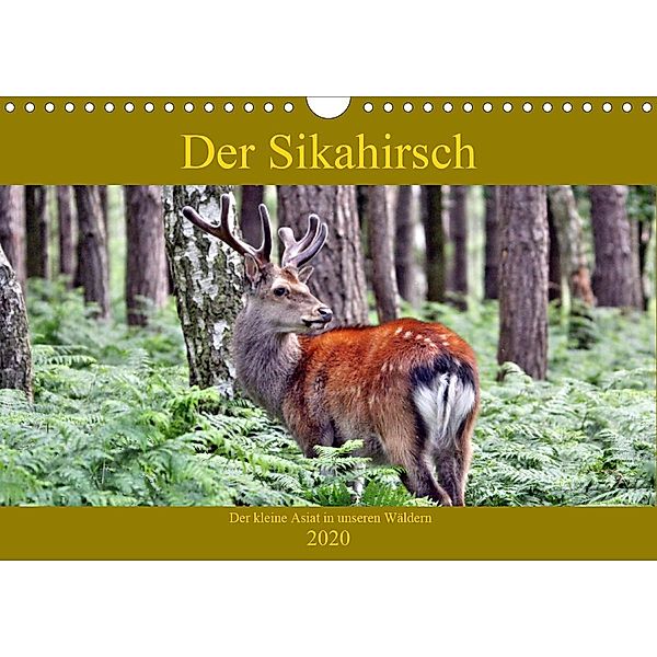 Der Sikahirsch - Der kleine Asiat in unseren Wäldern (Wandkalender 2020 DIN A4 quer), Arno Klatt