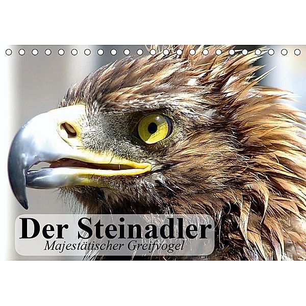 Der Steinadler. Majestätischer Greifvogel (Tischkalender 2021 DIN A5 quer), Elisabeth Stanzer
