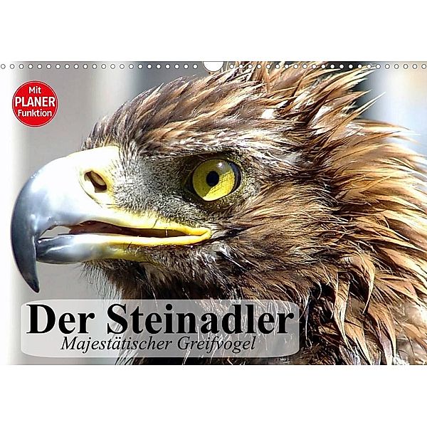 Der Steinadler. Majestätischer Greifvogel (Wandkalender 2023 DIN A3 quer), Elisabeth Stanzer