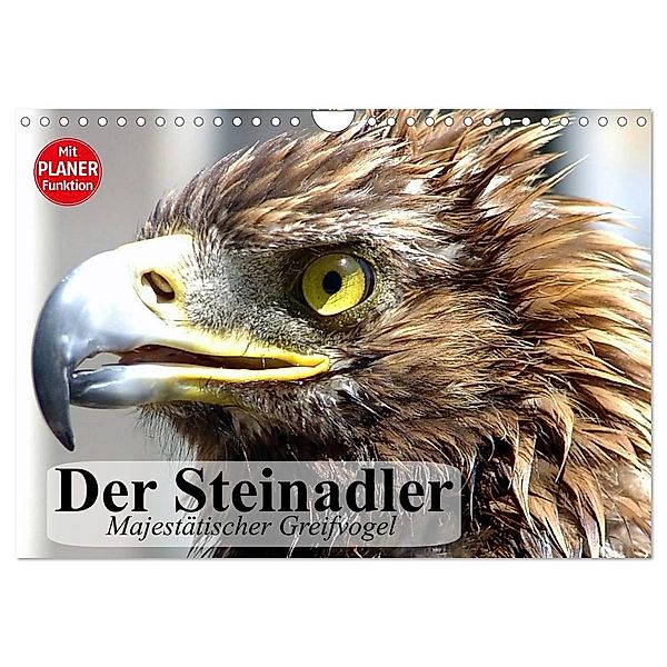 Der Steinadler. Majestätischer Greifvogel (Wandkalender 2025 DIN A4 quer), CALVENDO Monatskalender, Calvendo, Elisabeth Stanzer