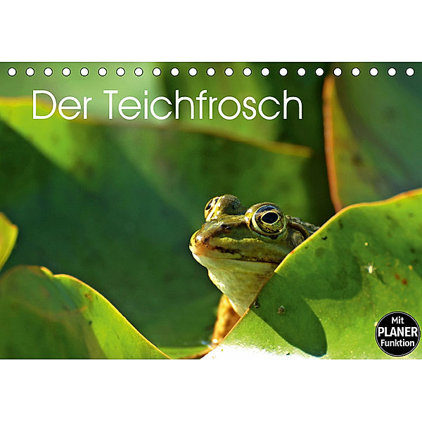 Der Teichfrosch (Tischkalender 2019 DIN A5 quer), Christine Schmutzler-Schaub