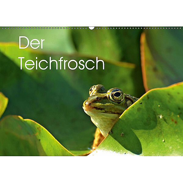 Der Teichfrosch (Wandkalender 2019 DIN A2 quer), Christine Schmutzler-Schaub