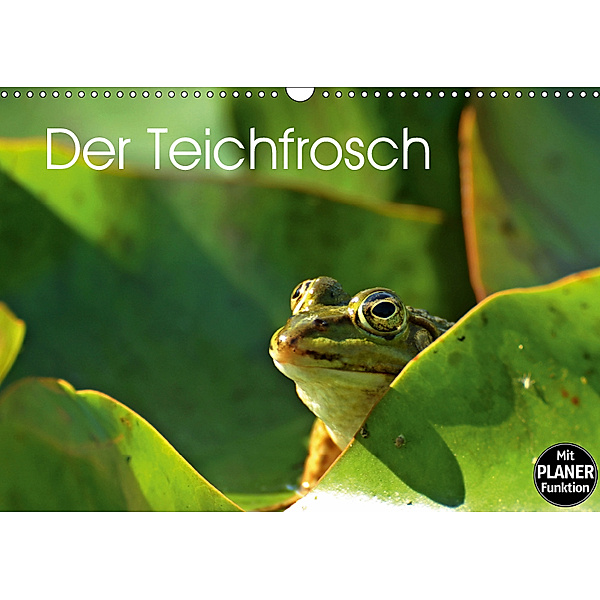 Der Teichfrosch (Wandkalender 2019 DIN A3 quer), Christine Schmutzler-Schaub
