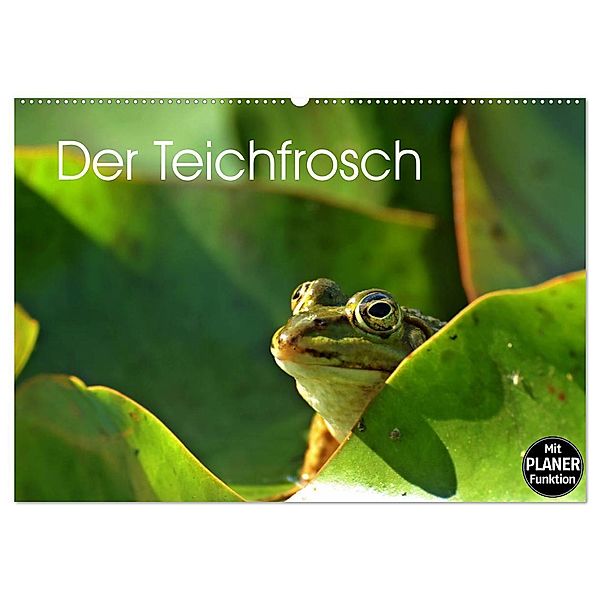 Der Teichfrosch (Wandkalender 2024 DIN A2 quer), CALVENDO Monatskalender, Christine Schmutzler-Schaub