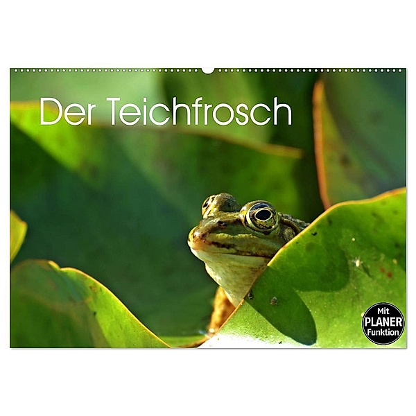 Der Teichfrosch (Wandkalender 2025 DIN A2 quer), CALVENDO Monatskalender, Calvendo, Christine Schmutzler-Schaub