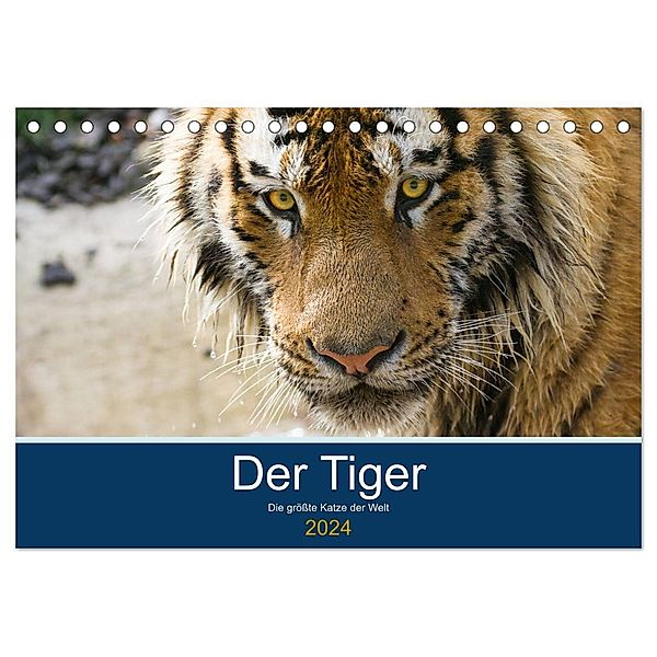 Der Tiger - die größte Katze der Welt (Tischkalender 2024 DIN A5 quer), CALVENDO Monatskalender, Cloudtail the Snow Leopard