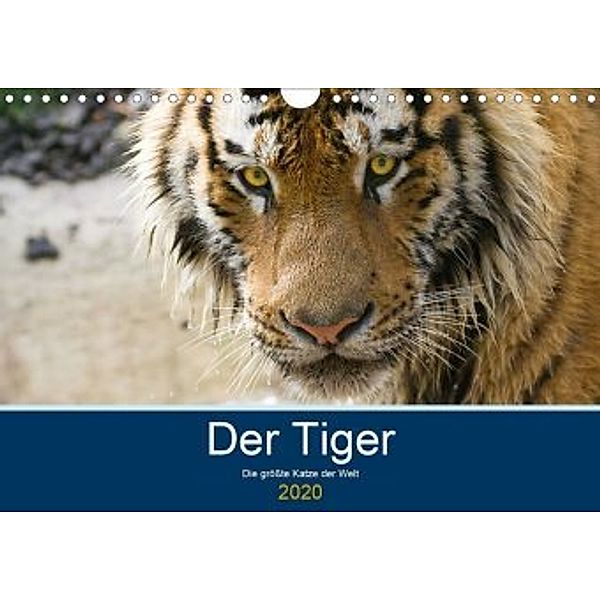 Der Tiger - die größte Katze der Welt (Wandkalender 2020 DIN A4 quer), Cloudtail the Snow Leopard