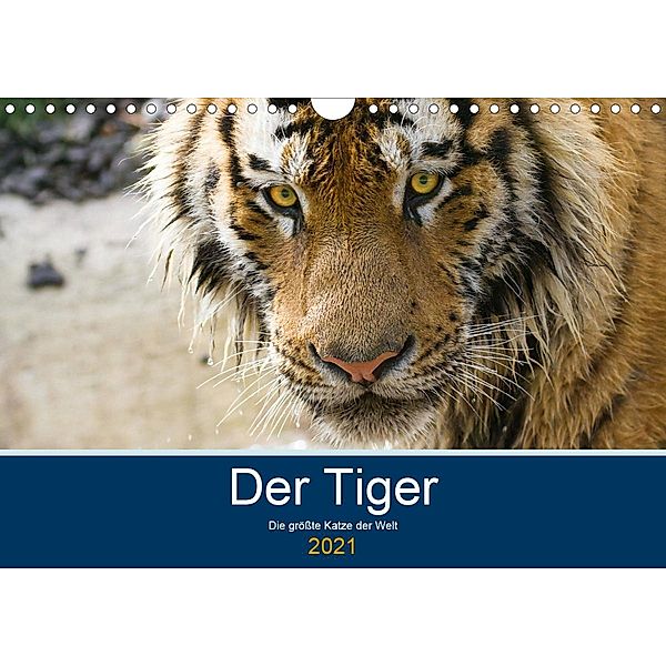 Der Tiger - die größte Katze der Welt (Wandkalender 2021 DIN A4 quer), Cloudtail the Snow Leopard