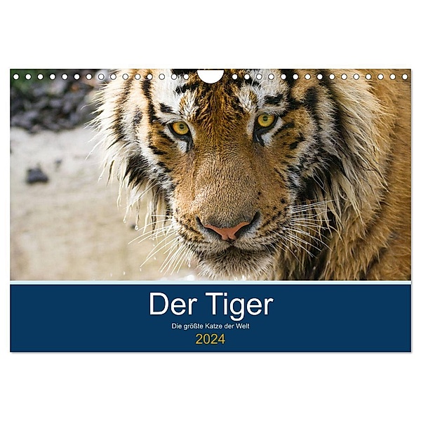 Der Tiger - die größte Katze der Welt (Wandkalender 2024 DIN A4 quer), CALVENDO Monatskalender, Cloudtail the Snow Leopard