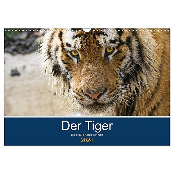 Der Tiger - die größte Katze der Welt (Wandkalender 2024 DIN A3 quer), CALVENDO Monatskalender, Cloudtail the Snow Leopard