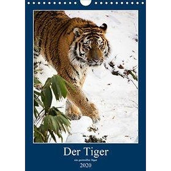Der Tiger - ein gestreifter Jäger (Wandkalender 2020 DIN A4 hoch), Cloudtail the Snow Leopard
