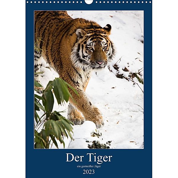 Der Tiger - ein gestreifter Jäger (Wandkalender 2023 DIN A3 hoch), Cloudtail the Snow Leopard